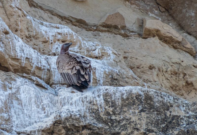 белоголовый сип, кисловодск, аликоновское ущелье, птицы Сип на скалах Аликоновского ущелья фото превью