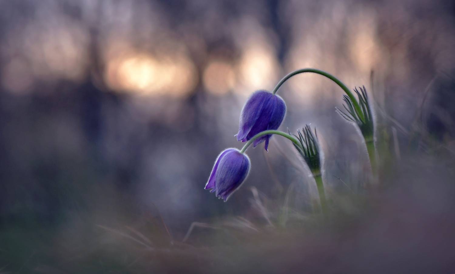 , Макеев Алексей