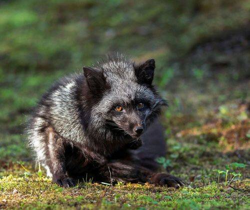 Красотка лиса