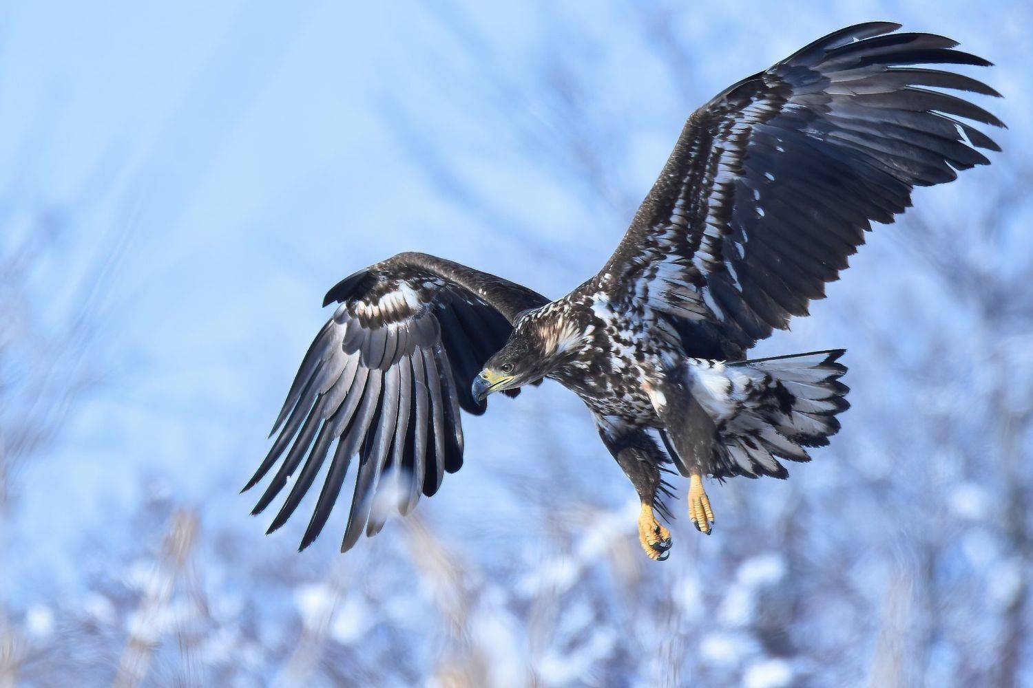 , Дмитрий Шевцов