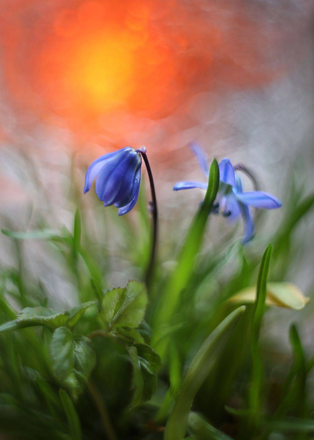 весна,божья благодать,пролеска,голубой подснежник, рассвет,огонь любви,гелиос 44,христос воскресе,природа, ГОРЮКИНА ИРИНА