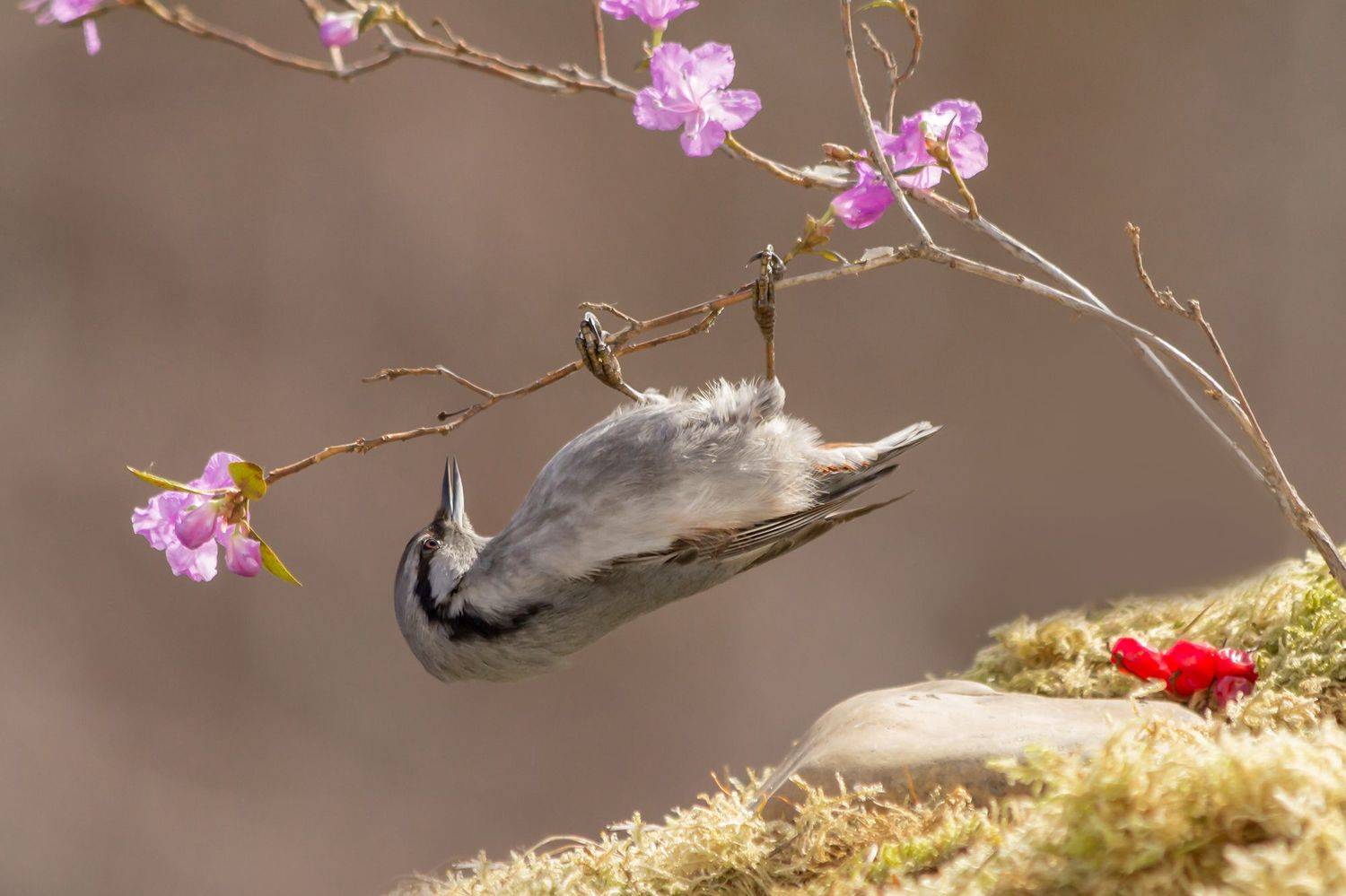 поползень, весна, багульник, Koledova Irina