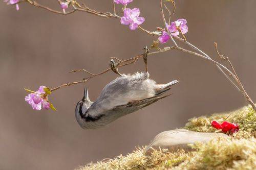 Поползень на багульнике