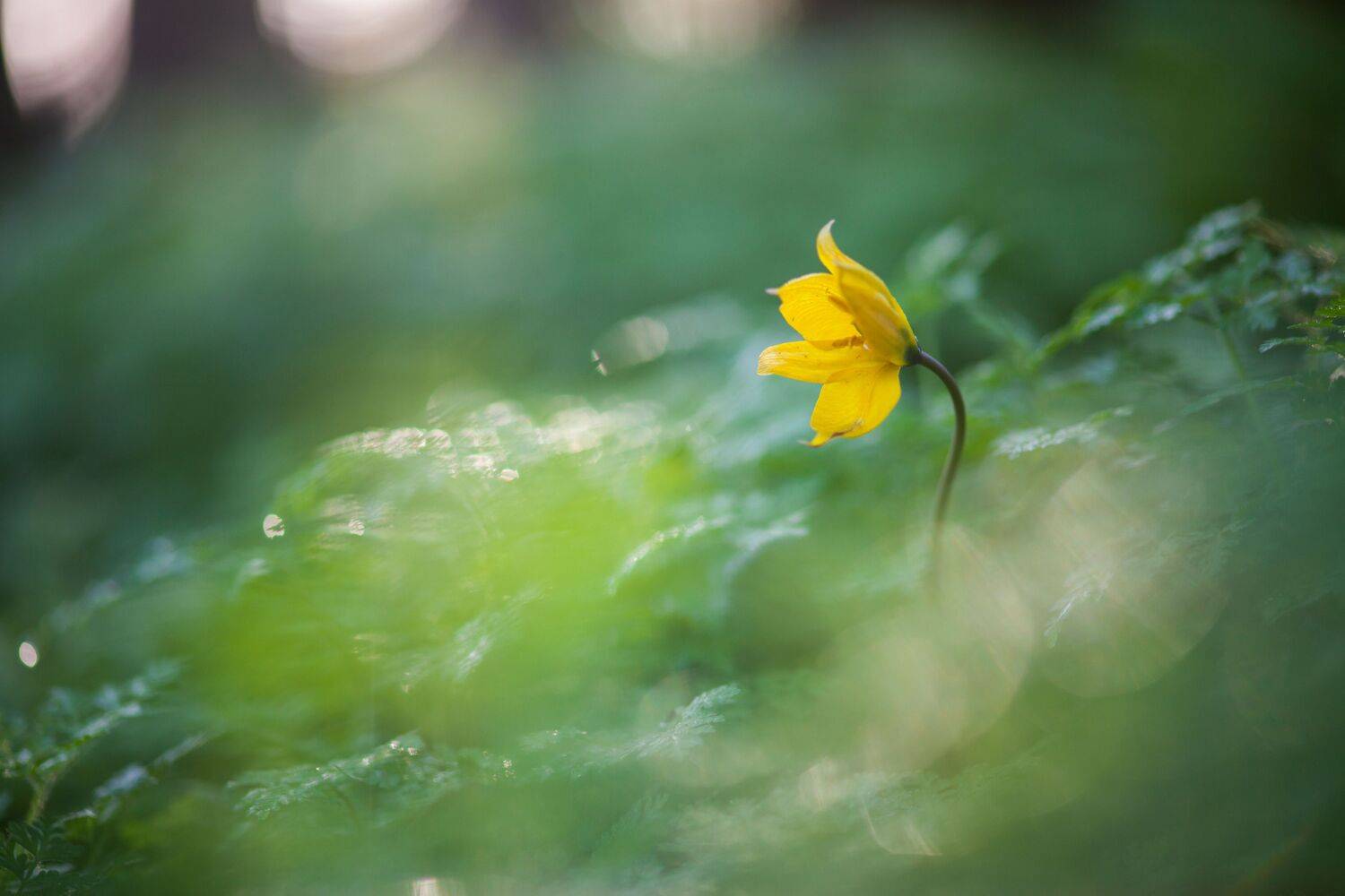 , Викулов Николай