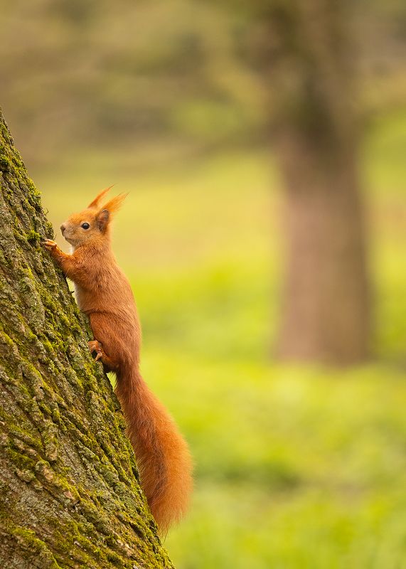 Squirrel фото превью