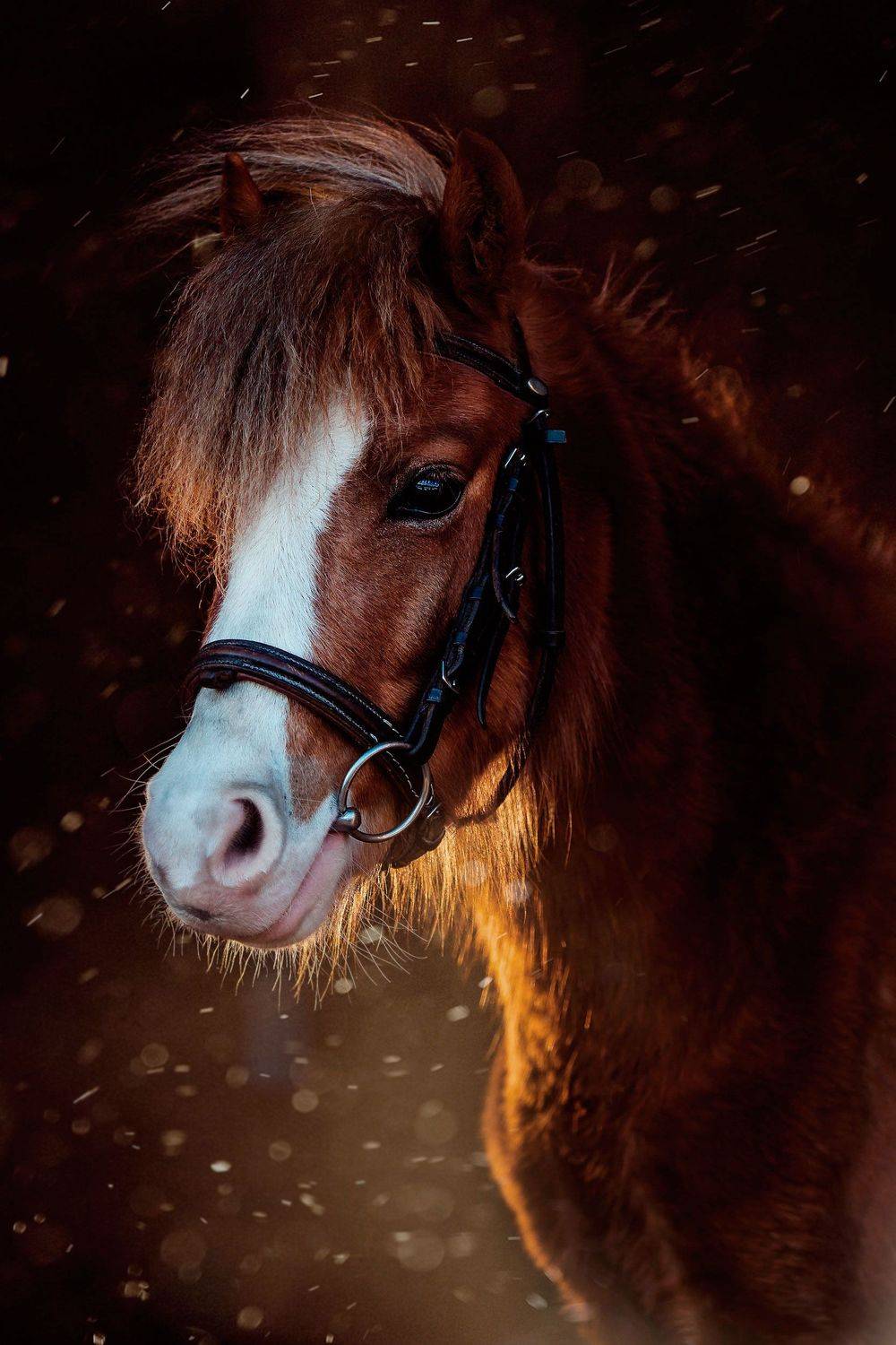 лошадь пони жеребенок животное, Любовь Похабова