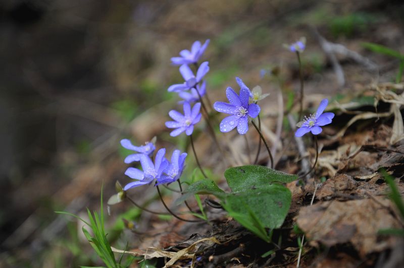 * фото превью