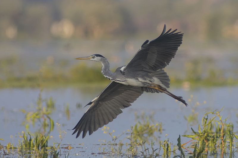 Серая цапля фото превью