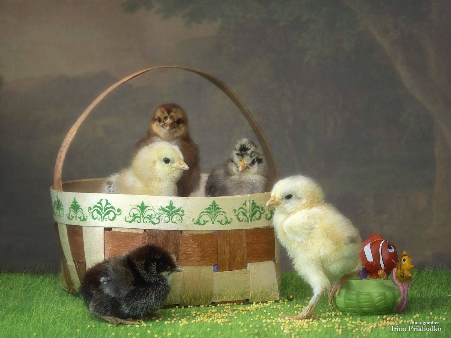 постановочное фото, цыплята, , Приходько Ирина