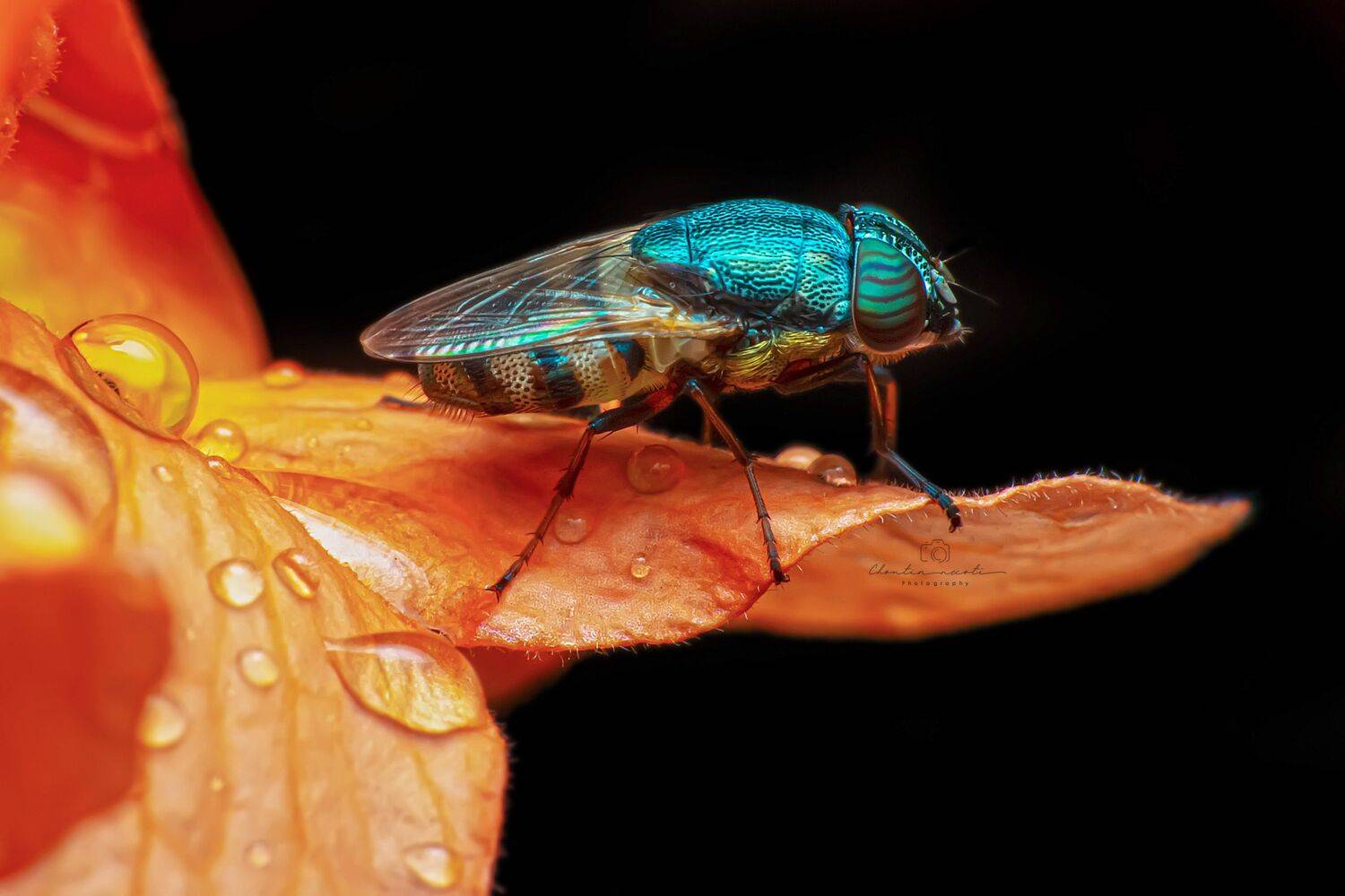 garden, fly, flower, macro, insect, animal, nature natural, light, focus, oneshot, beauty, beautiful, NeCoTi ChonTin