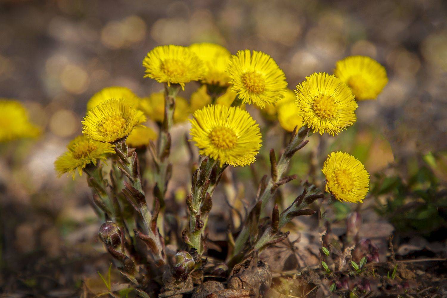 Подмосковье, Елена Гусева