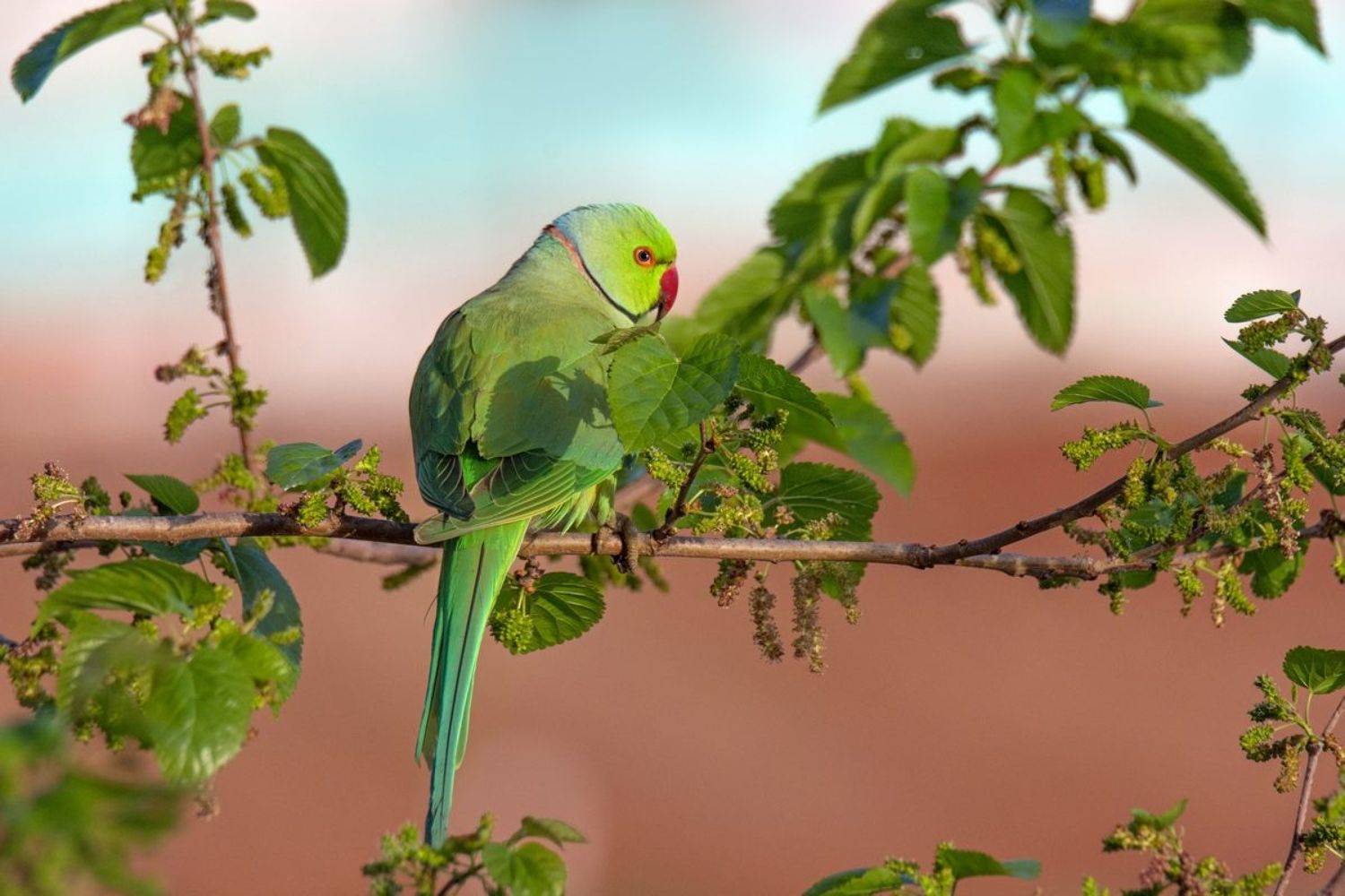 , Людмила Бекман