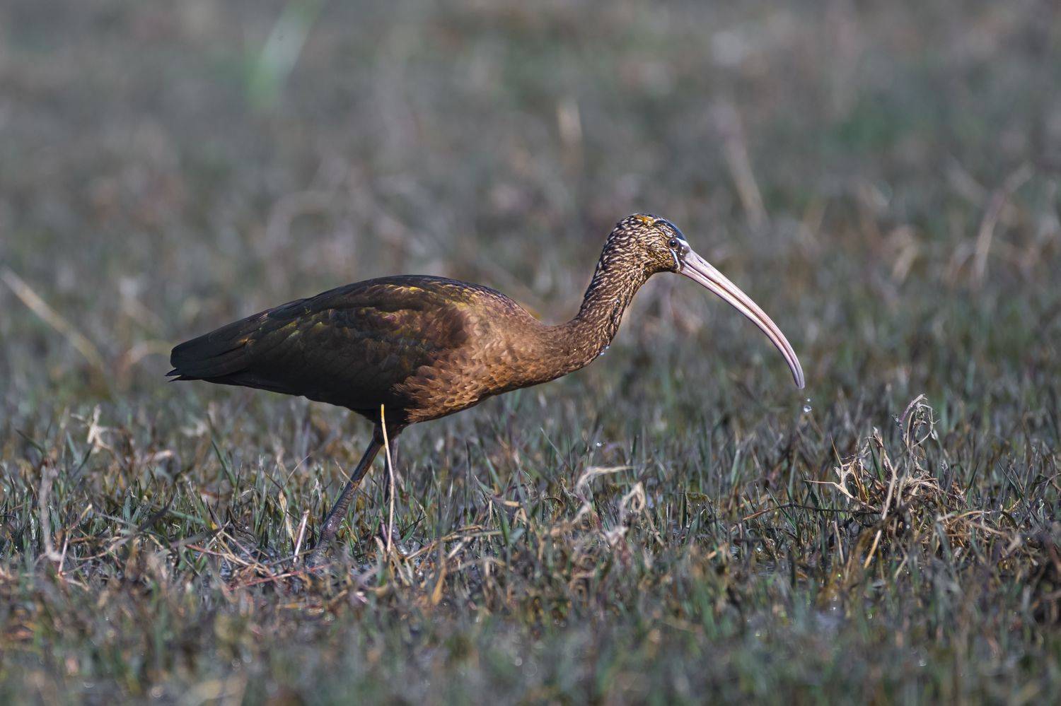 #birdphotography	 #birdsofinstagram	 #wildlifephotography	 #birds	 #naturephotography	 #bird	 #nature	 #wildlife	 #photography	 #birdwatching	 #natgeo	 #photooftheday	 #nikon	 #birding	 #naturelovers	 #canon	 #animals	 #birdlovers	 #travel	 #love	 #bestbi, Diganta Roy