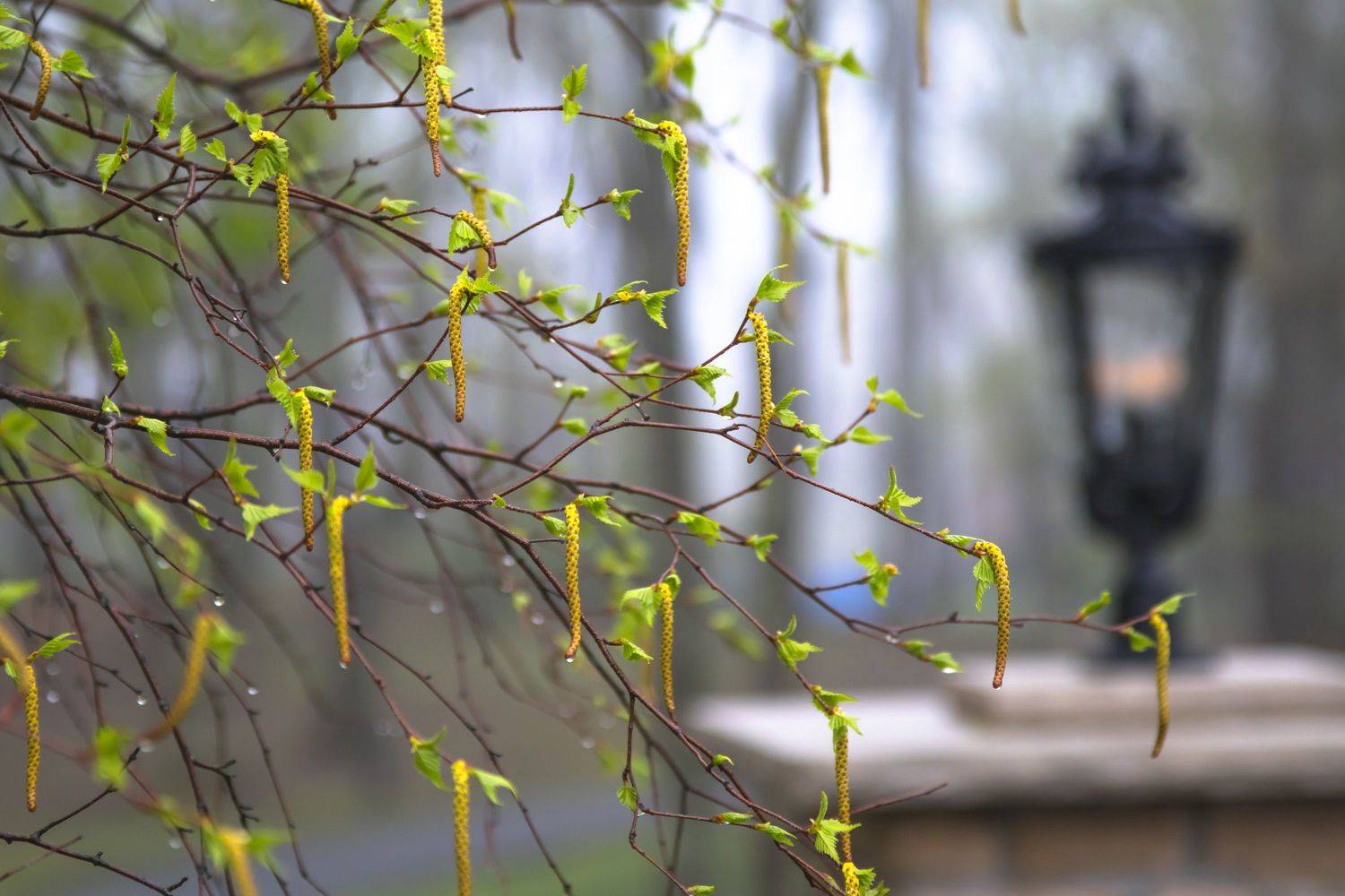 макро,цветы,весна,природа,флора, деревья,берёза,листья,прбуждение,фонарь,капли,дождь,, Антонина Яновска