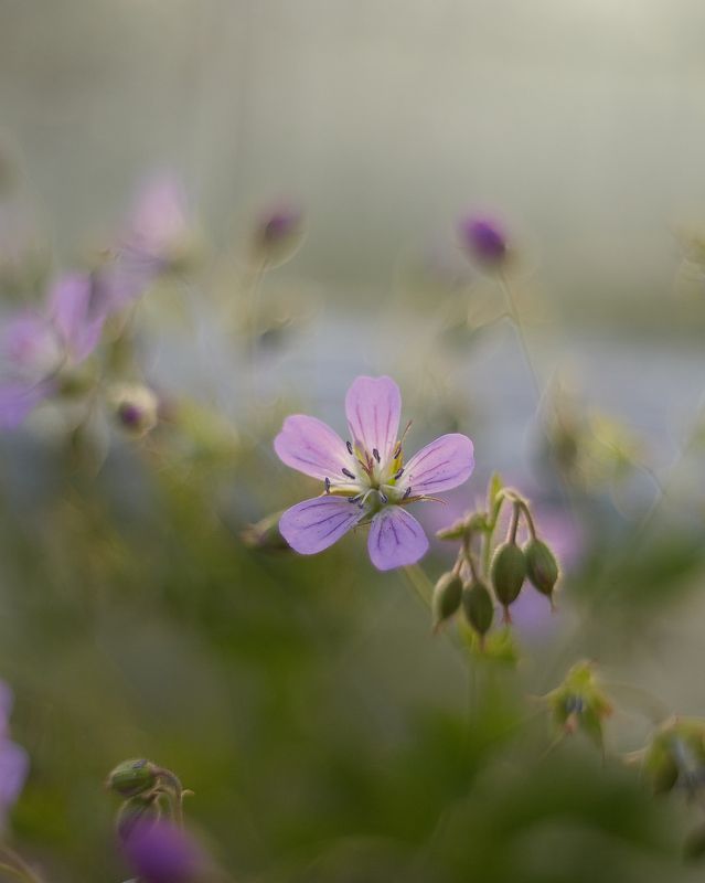 *** фото превью