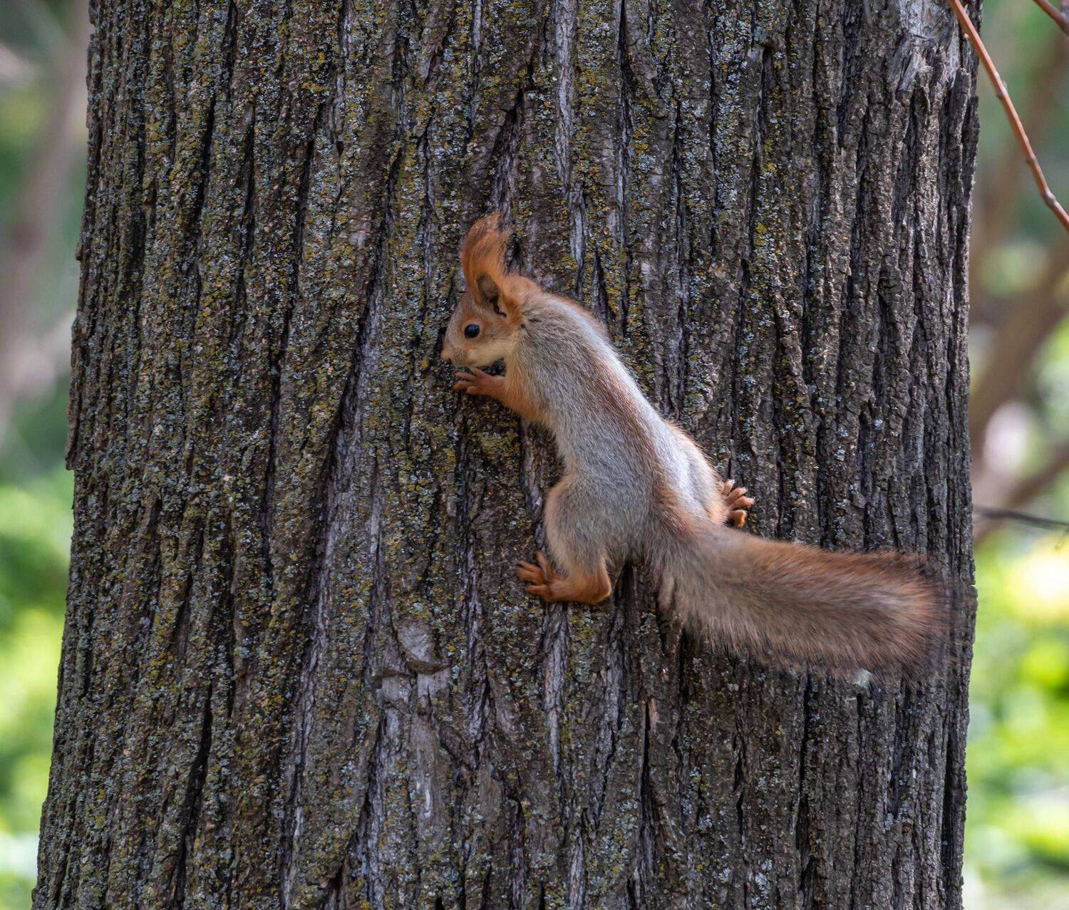кисловодск, белка, аликоновское ущелье, Савчук Сергей