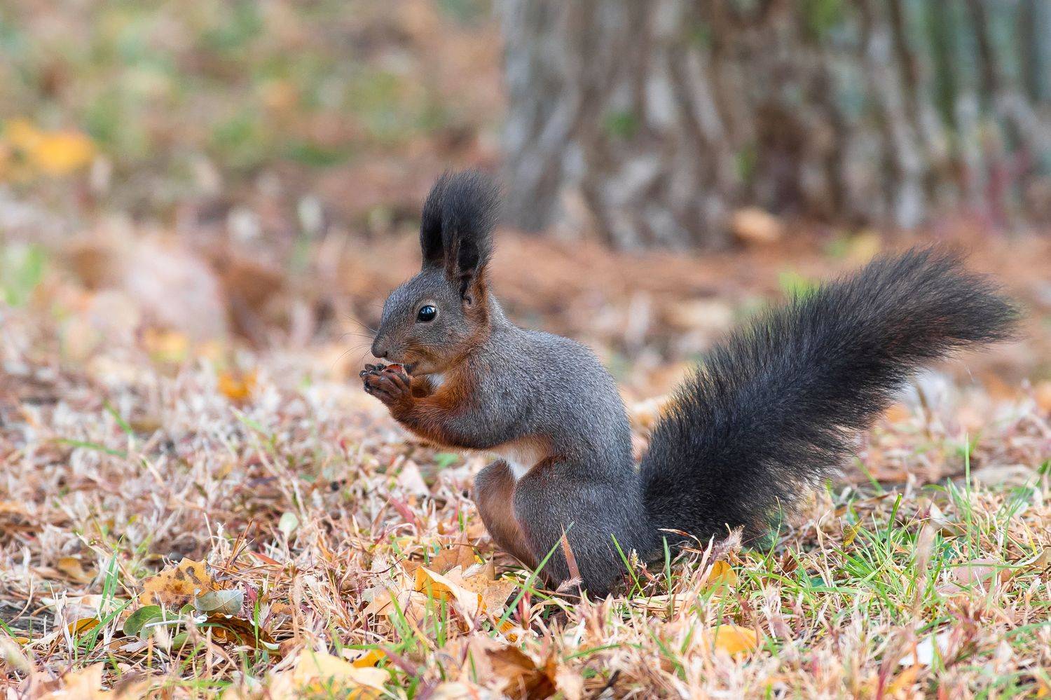 volgograd, russia, wildlife, Sciurus vulgaris, , Сторчилов Павел