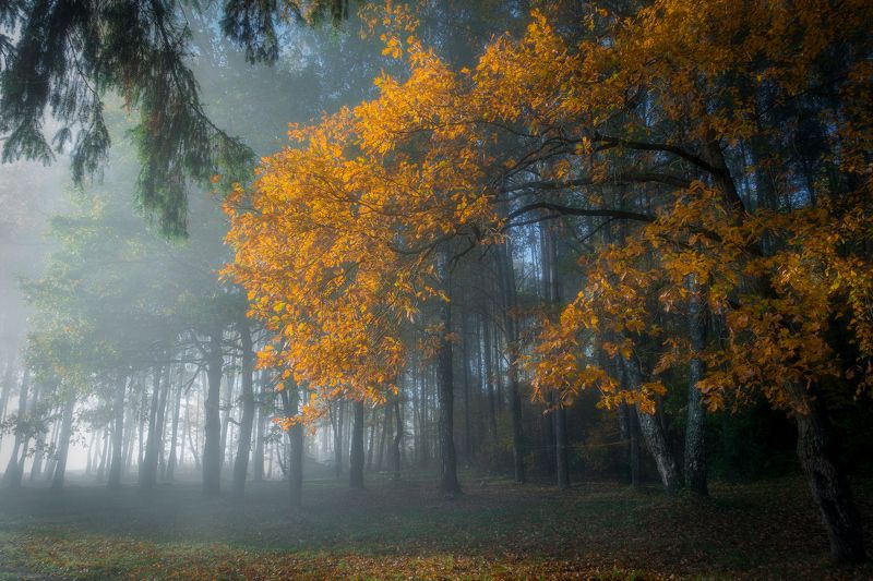 ******** фото превью