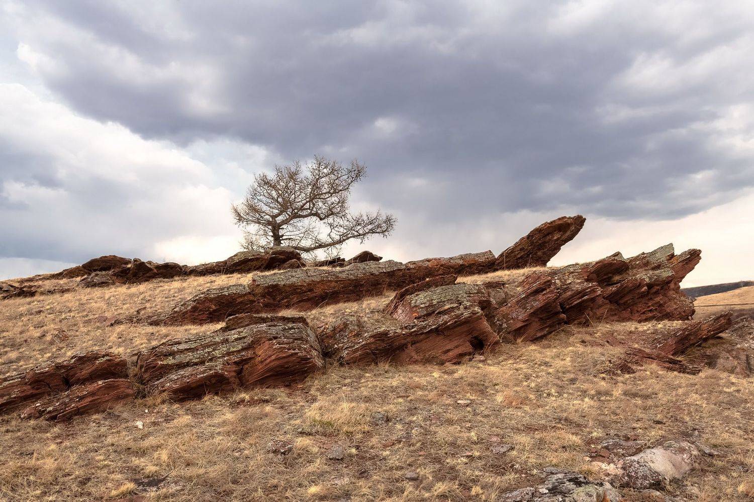 весна, хакасия, отложение, дерево, Фомина Марина