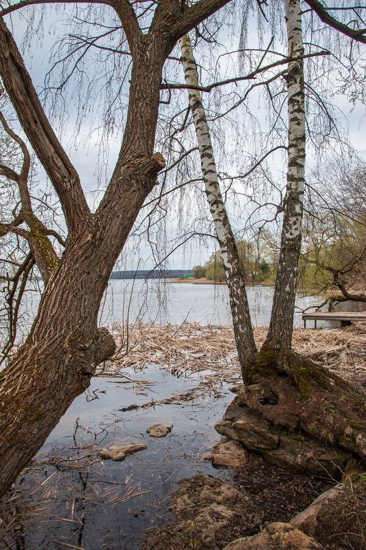 Деревья на камнях фото превью