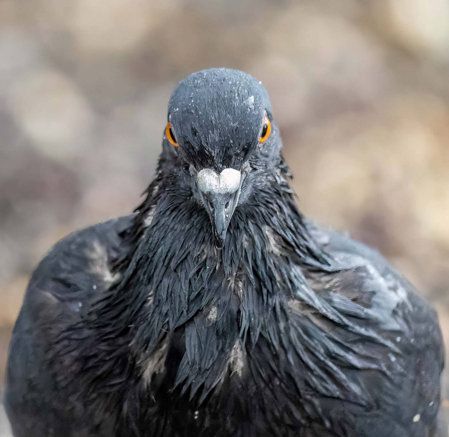 , Дэм Константин