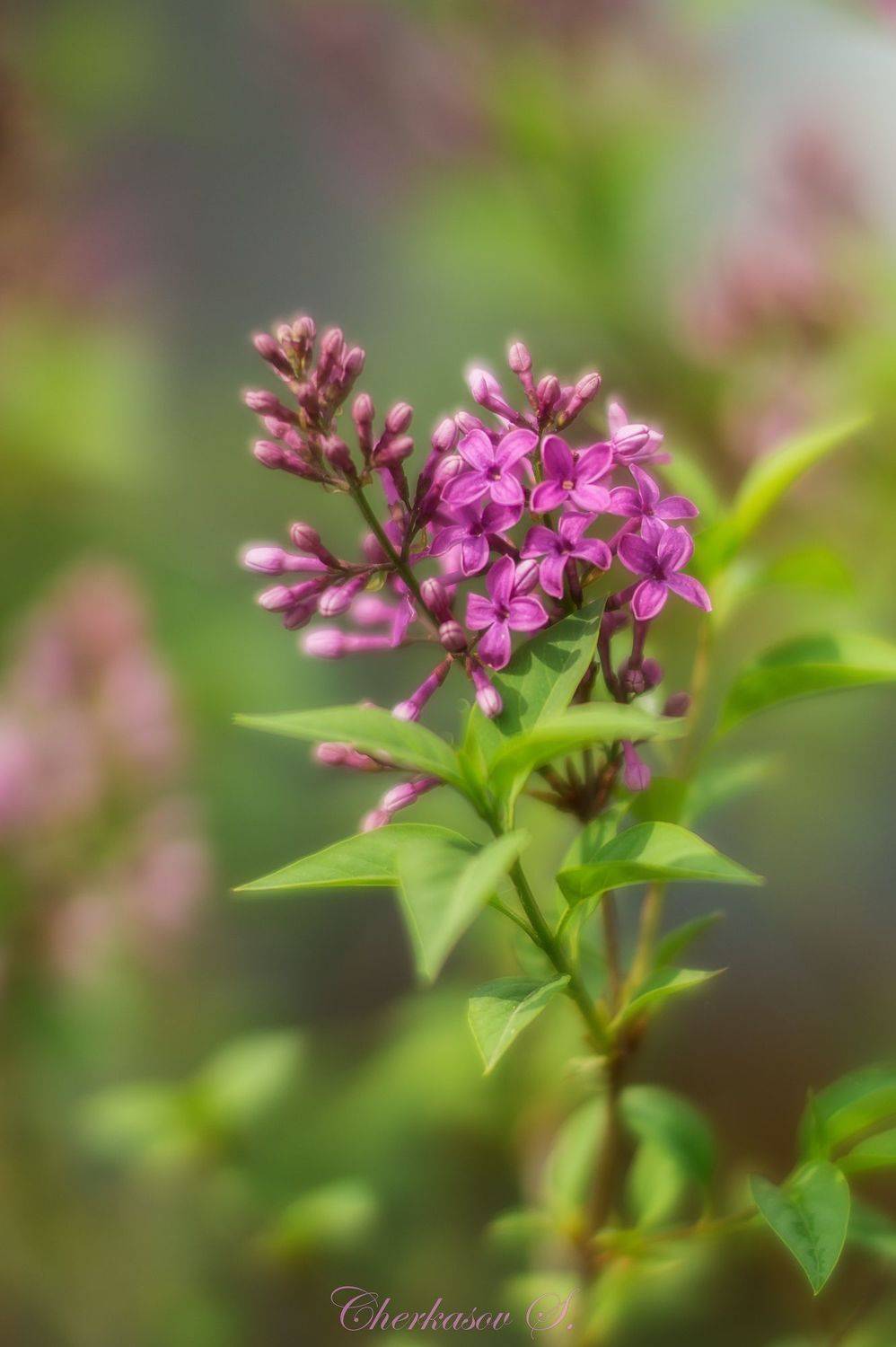 крым, весна, цветы,, Черкасов Сергей