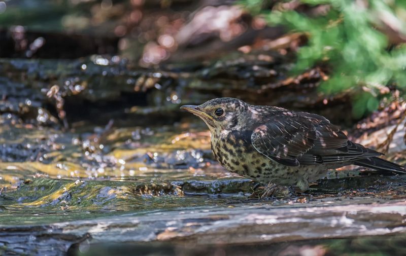 птица, дрозд рябинник,  слёток, ручей,  лето, Молодой дрозд. фото превью