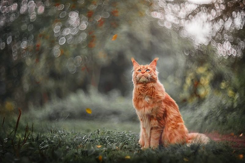 Однажды, ранней осенью фото превью