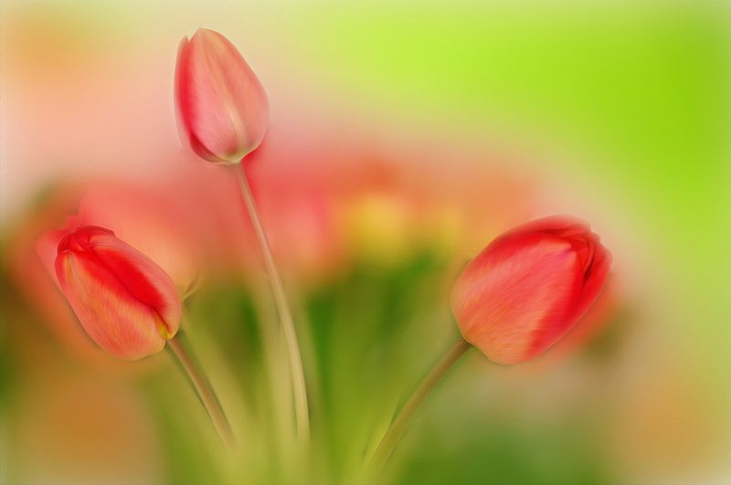 close-up, color, colors, color image, flower, flowers, green, nature, photograph, photography, red, spring, springtime, tulip, tulips, Jolly Tulips фото превью