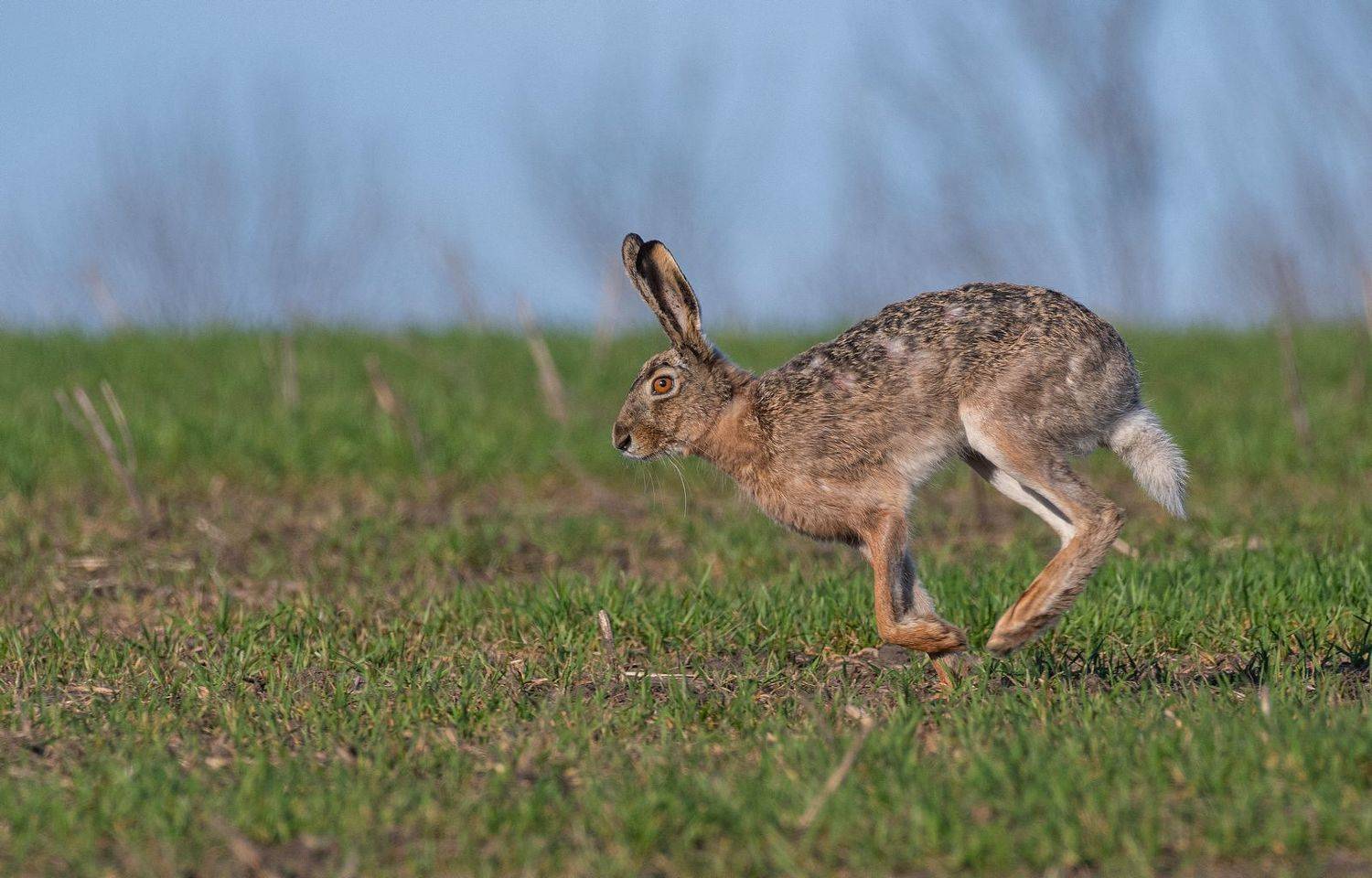 , Руслан Сигушин