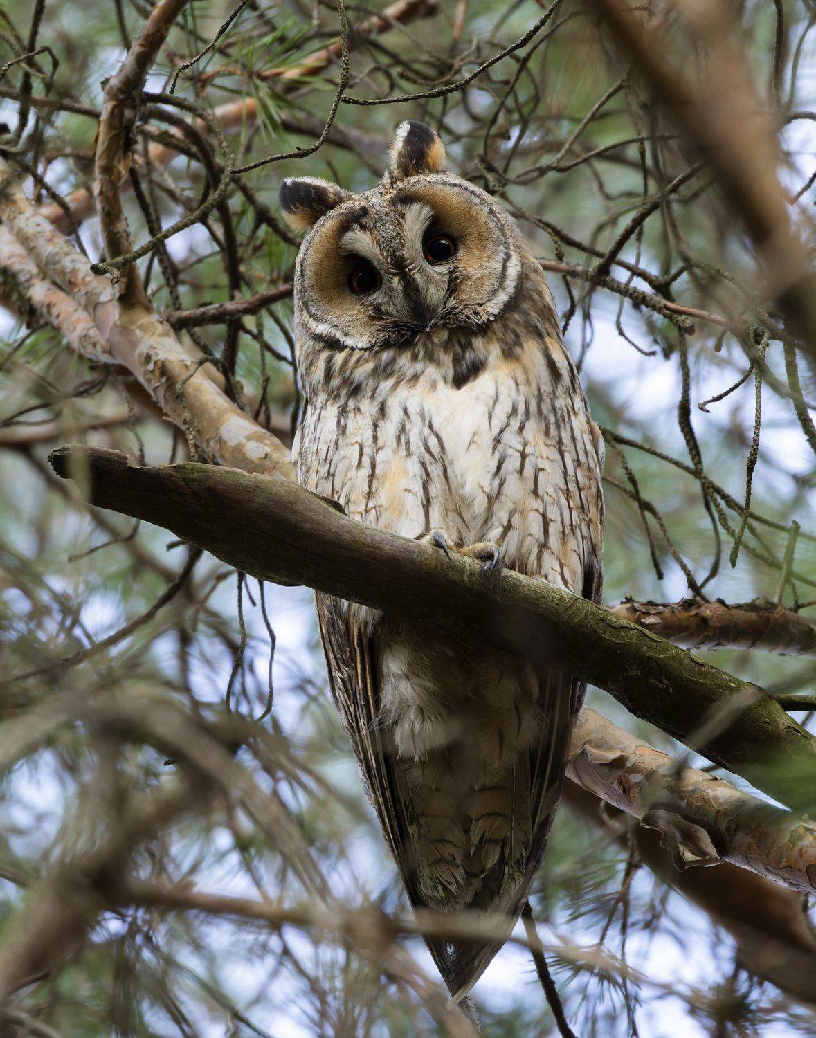 сова, ушастая сова, птицы, фото птиц, Александр Шипиленко