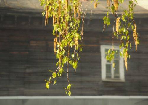 Весеннее утро