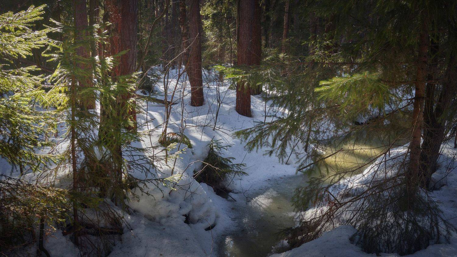 лес, Валерий Вождаев