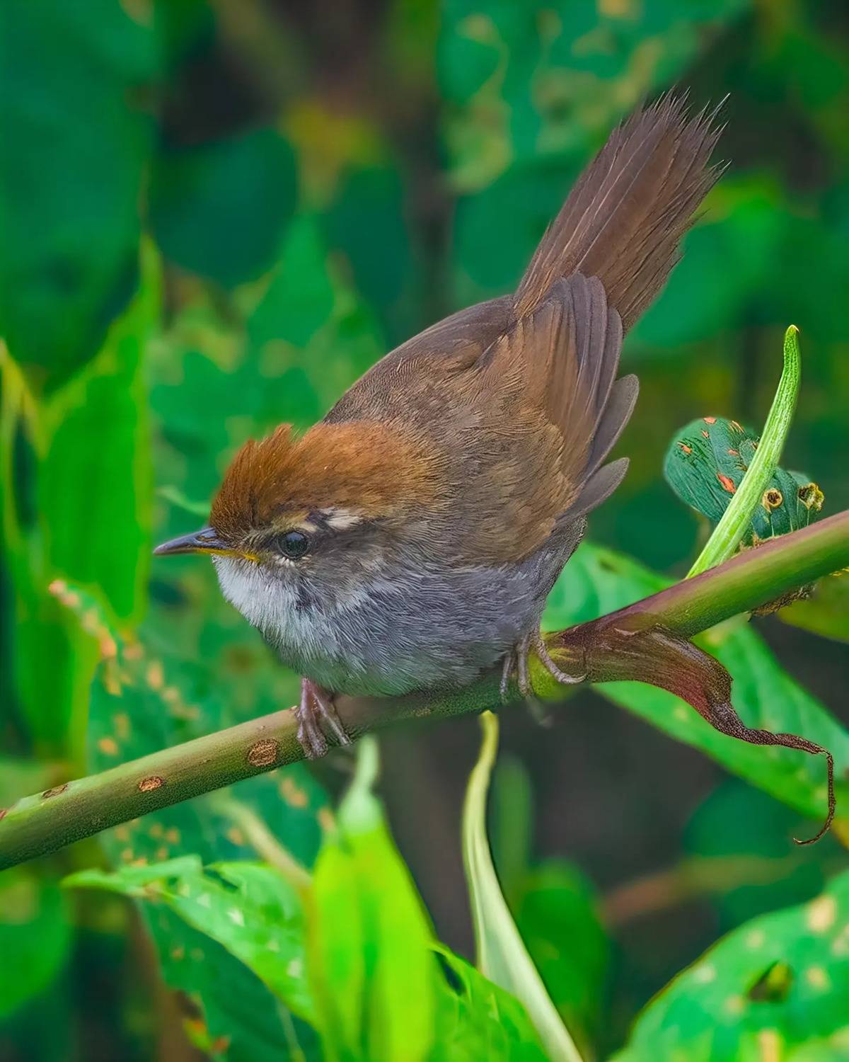 Birds of India, Indian birds, warblers, Madhurya Mozumder