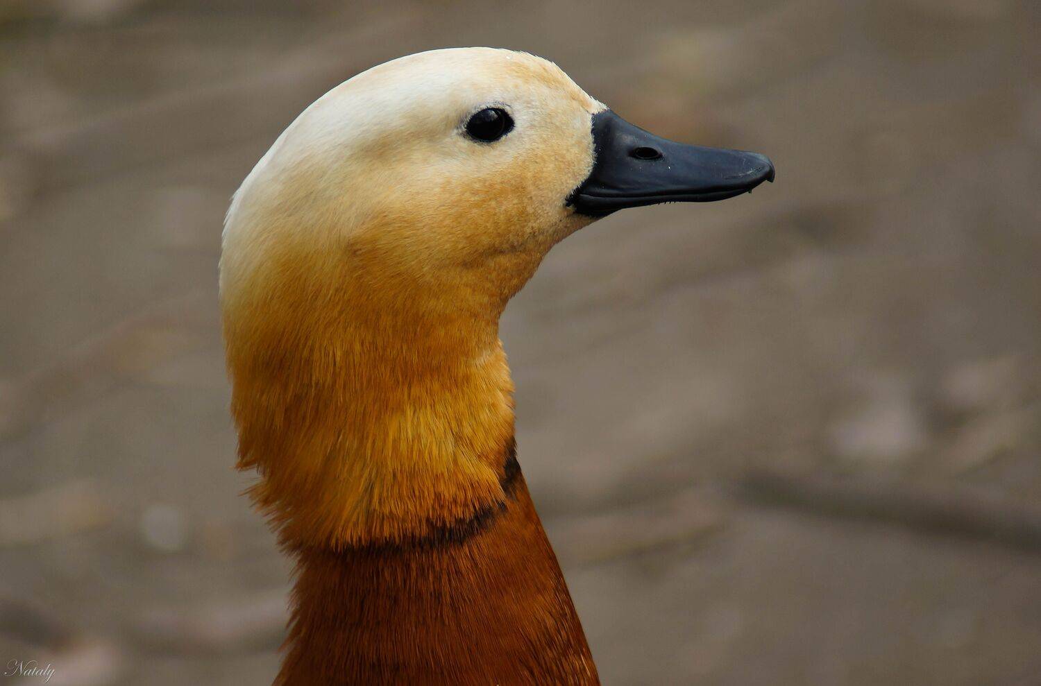 , Екимова Наталья