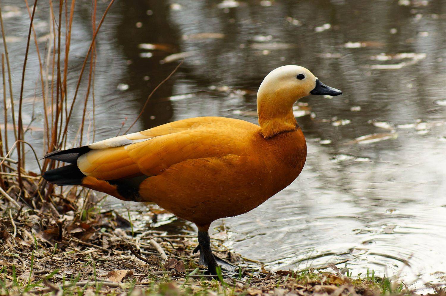 , Екимова Наталья