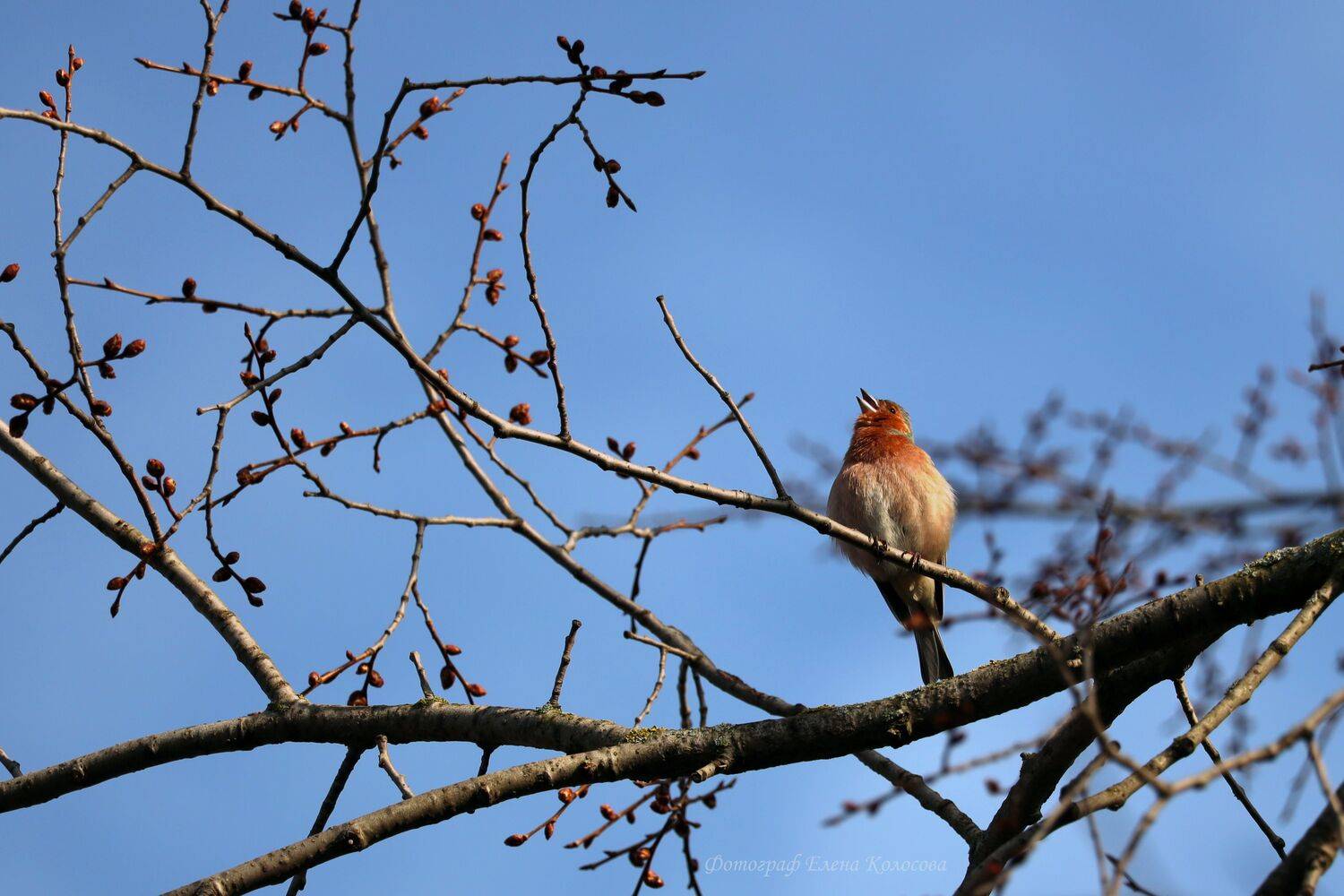, Колосова Елена