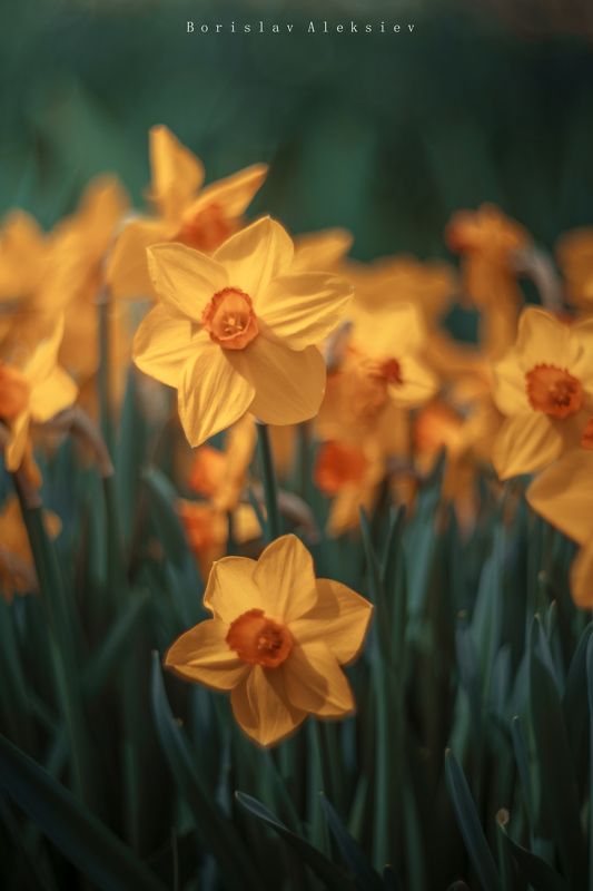 Yelow фото превью