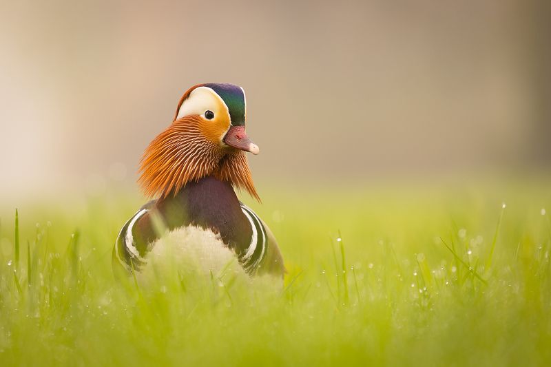 Mandarin duck фото превью