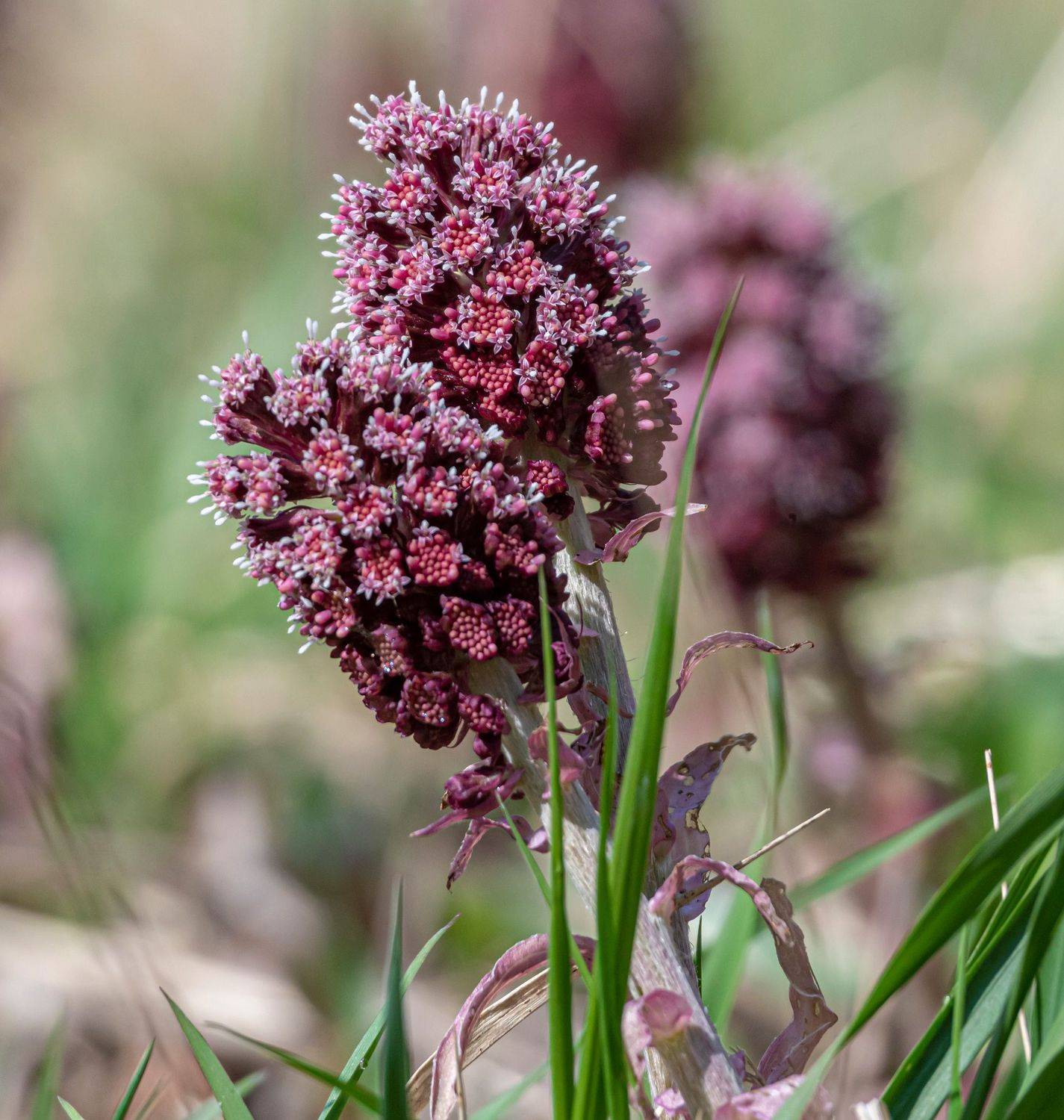 белокопытник гибридный, кисловодск, цветы, весна, Савчук Сергей