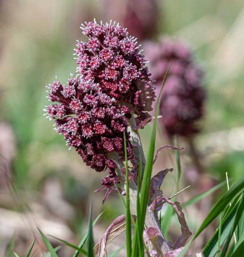 Ажурное кружево