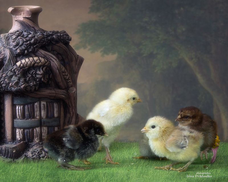 постановочное фото, цыплята,  Пернатые хоббиты фото превью