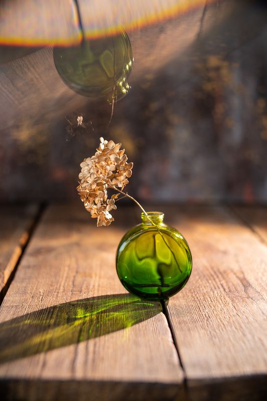 зеленый натюрморт отражение гортензия Зеленая фото превью