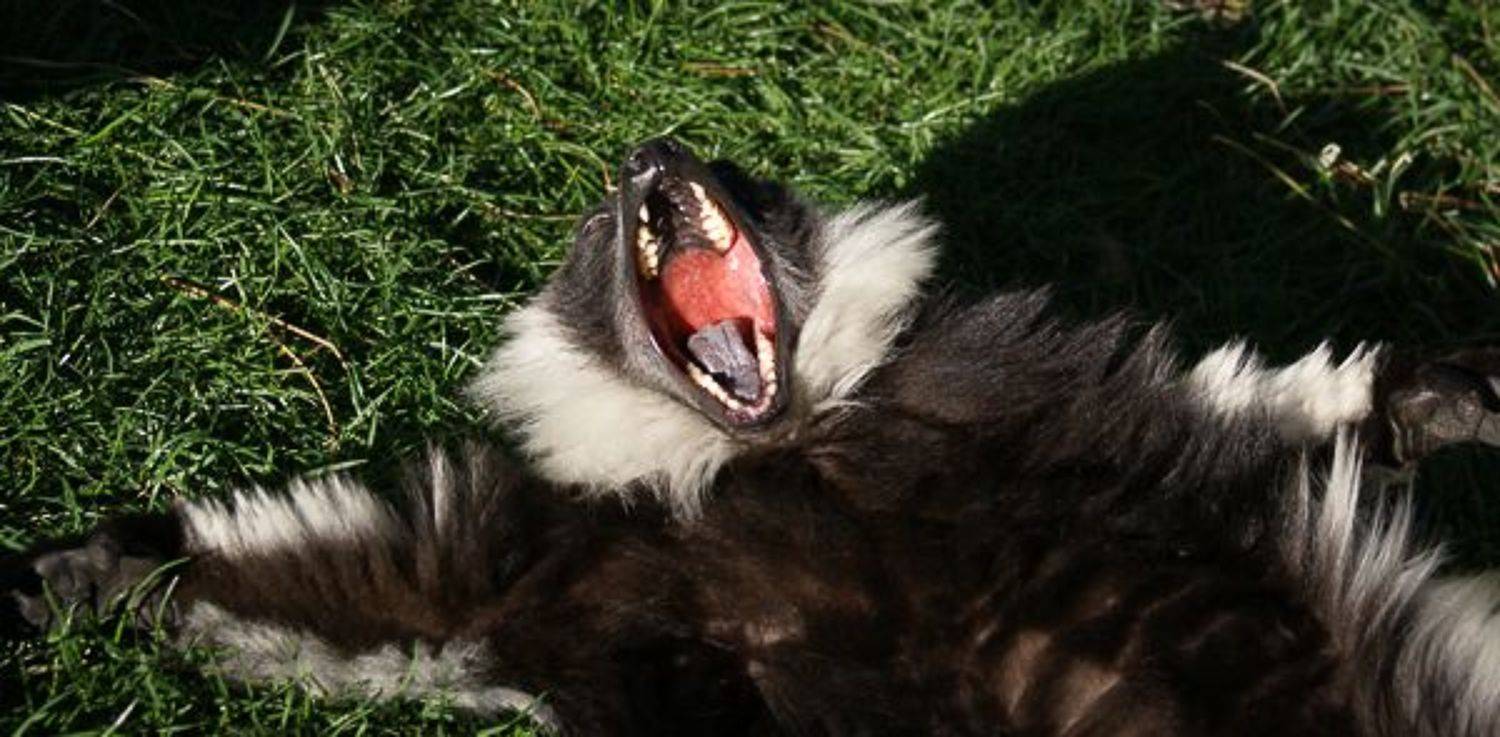 , Максимова Дария