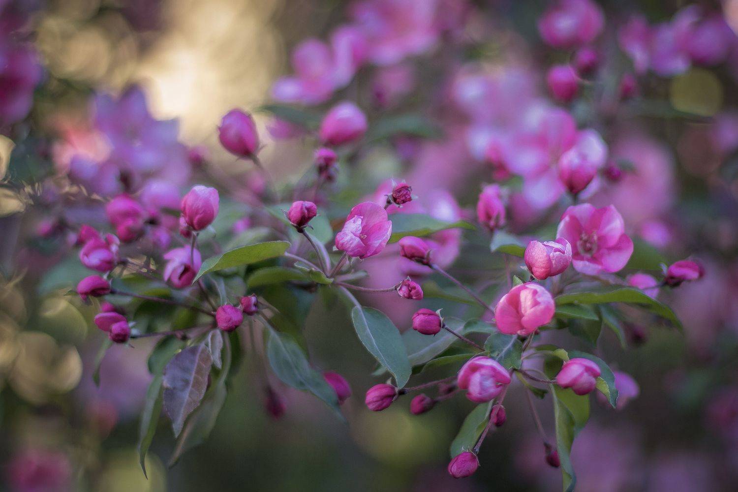 Московская область, Елена Гусева