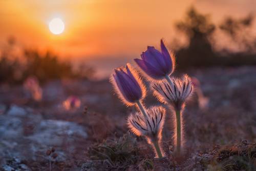 В объятьях сон-травы