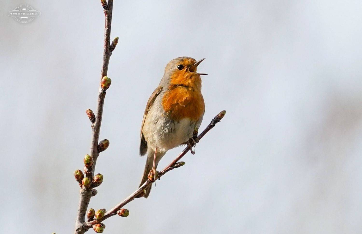 , Красимир Георгиев