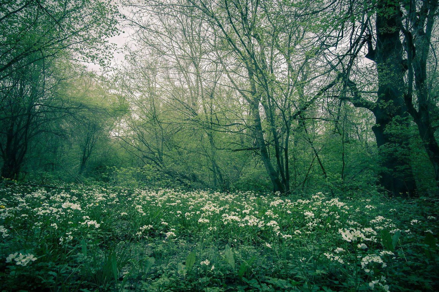 , Вадим Коваленко