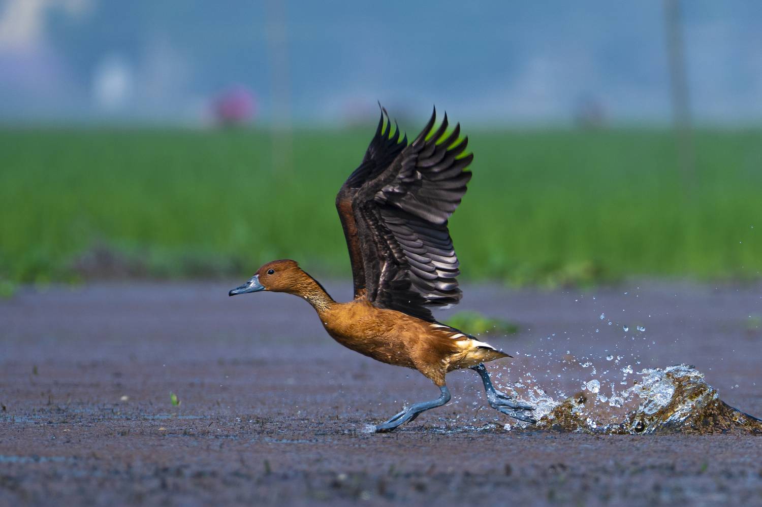 #birdphotography	 #birdsofinstagram	 #wildlifephotography	 #birds	 #naturephotography	 #bird	 #nature	 #wildlife	 #photography	 #birdwatching	 #natgeo	 #photooftheday	 #nikon	 #birding	 #naturelovers	 #canon	 #animals	 #birdlovers	 #travel	 #love	 #bestbi, Diganta Roy