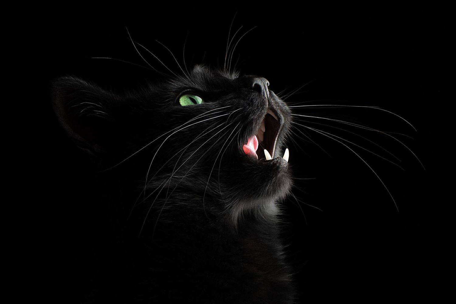 , Светлана Писарева